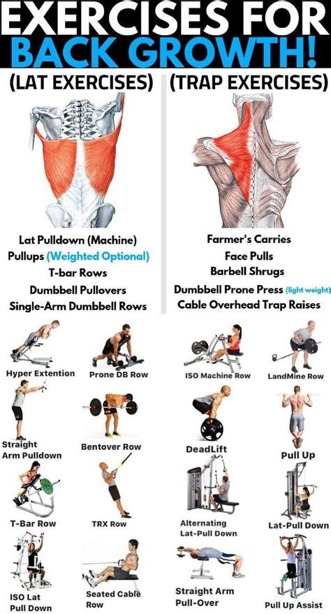 How to Do the Top 8 Back Exercises