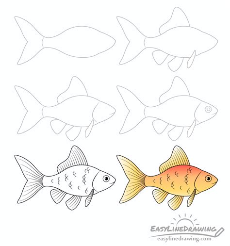 How to Draw A Goldfish Step by Step