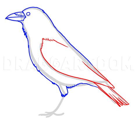 How to Draw A Raven A Step by Step Guide