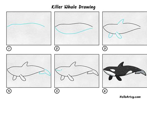 How to Draw An Orca Step by Step