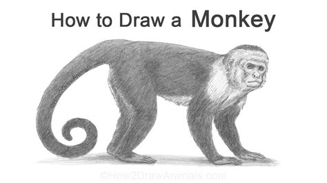 How to Draw Capuchin Monkey YouTube