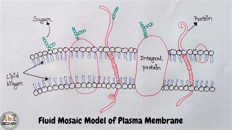 How to Draw Cell Membrane Fluid Mosaic Model Diagram Step by Step