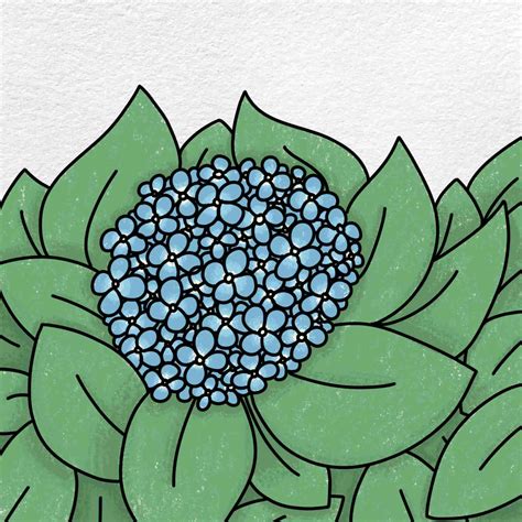How to Draw Hydrangea HelloArtsy