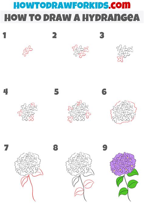 How to Draw Hydrangeas Step by Step