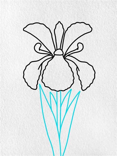How to Draw Iris Flowers Step by Step Easy Drawing Guides Drawing