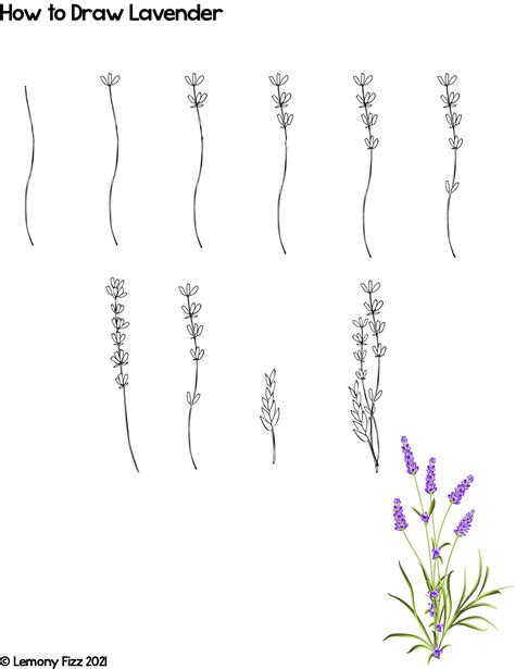 How to Draw Lavender Easy Doodle Tutorials