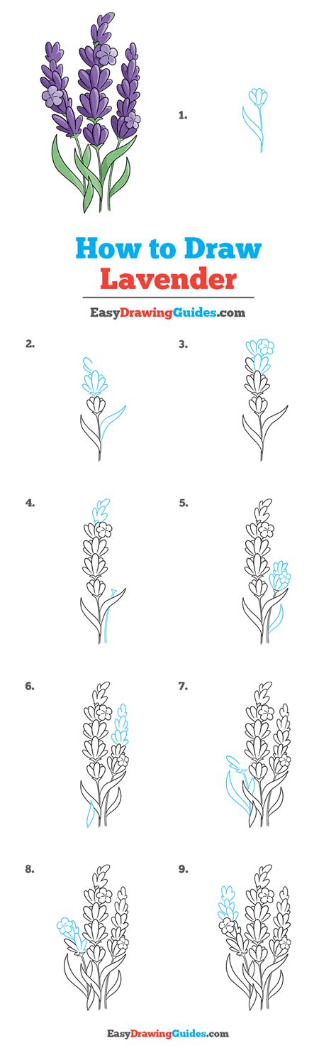 How to Draw Lavender Step by Step