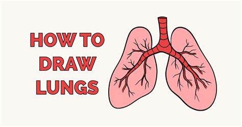 How to Draw Lungs Really Easy Drawing Tutorial