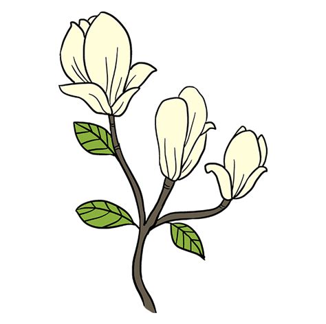 How to Draw Magnolia Flowers Really Easy Drawing Tutorial