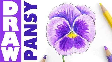 How to Draw Pansies with Step by Step Easy Flower Tutorial YouTube