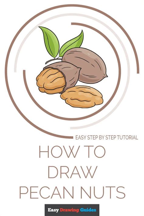 How to Draw Pecan Nuts Really Easy Drawing Tutorial in 2021 Drawing