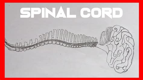How to Draw Structure Of The Spinal Cord Diagram Easy And Step by Step