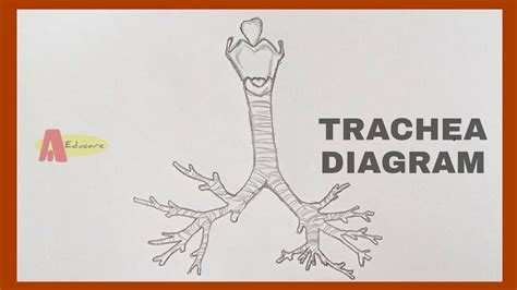 How to Draw Trachea Labelled Diagram Easy Tutorial Trachea Larynx