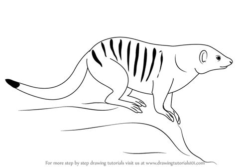 How to Draw a Banded Mongoose