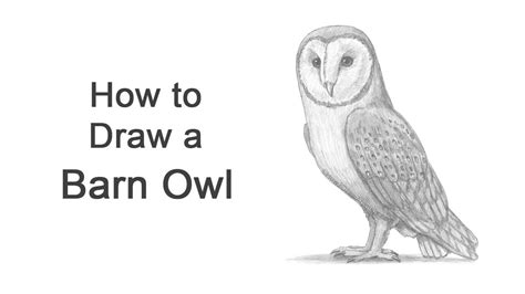 How to Draw a Barn Owl YouTube