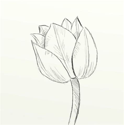 How to Draw a Beautiful Tulip