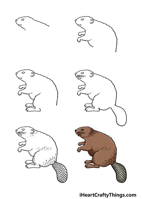 How to Draw a Beaver Step by Step Easy for Kids Simple Beaver Drawing