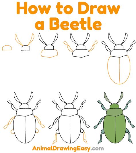 How to Draw a Beetle Step by Step Easy Drawing Guides Drawing Howtos