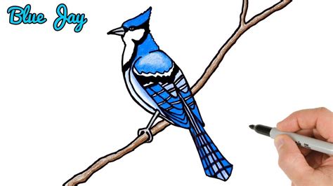How to Draw a Blue Jay Easy Drawing Tutorial For Kids