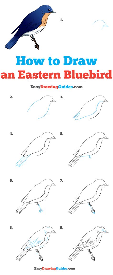 How to Draw a Bluebird A StepbyStep Tutorial for Kids