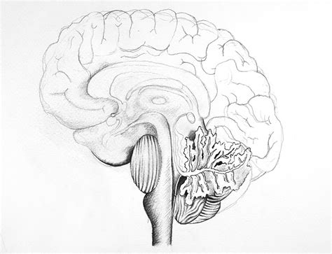 How to Draw a Brain - Illustrate a Cross-Section of an Organ