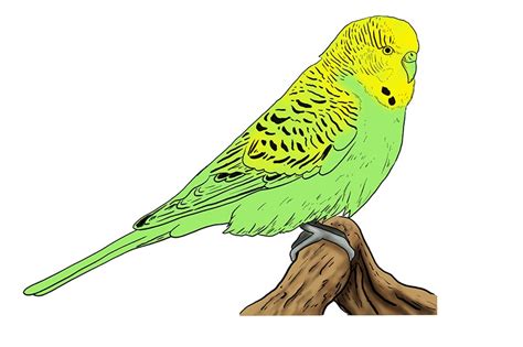 How to Draw a Budgie The Best StepbyStep Parakeet Drawing Tutorial