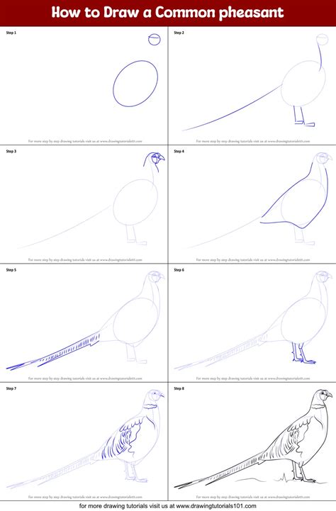 How to Draw a Common pheasant (Birds) Step by Step