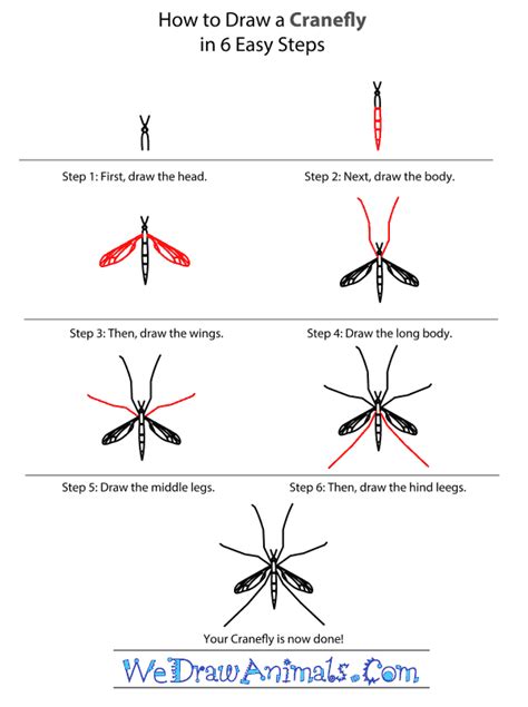 How to Draw a Cranefly