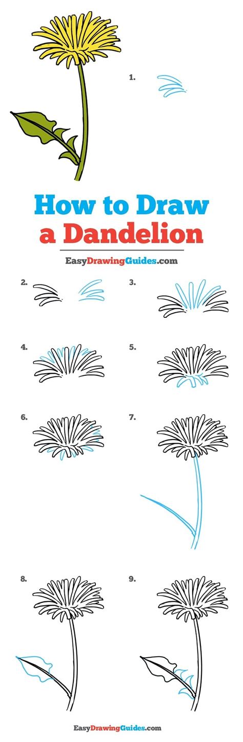 How to Draw a Dandelion Really Easy Drawing Tutorial