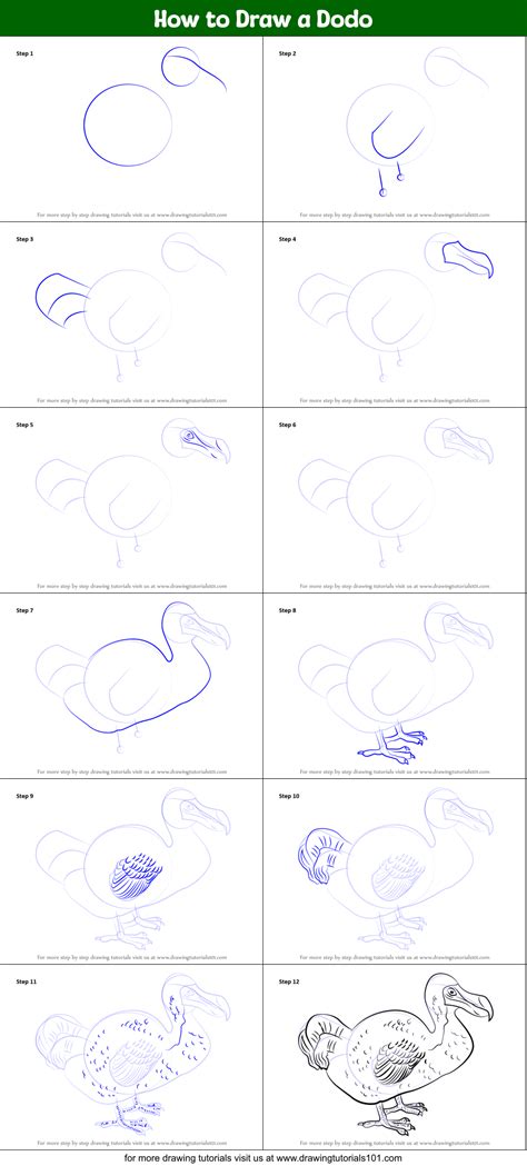 How to Draw a Dodo (Birds) Step by Step