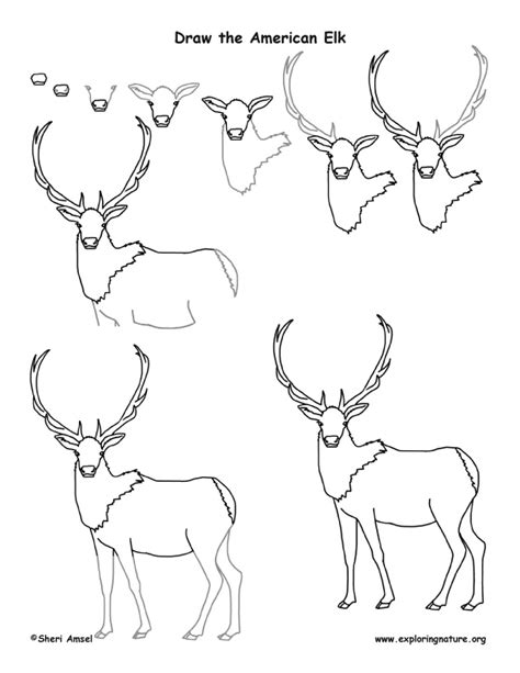 How to Draw a Elk? - Food And Life Lover