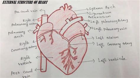 How to Draw a External Structure of The HEART Human body organs for