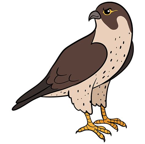How to Draw a Falcon Really Easy Drawing Tutorial