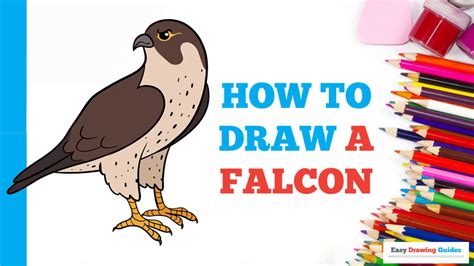 How to Draw a Falcon in a Few Easy Steps Drawing Tutorial for Beginner