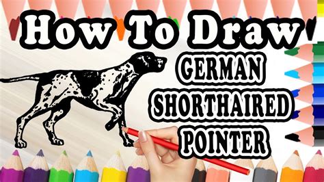 How to Draw a German Short Haired Pointer Step by Step YouTube