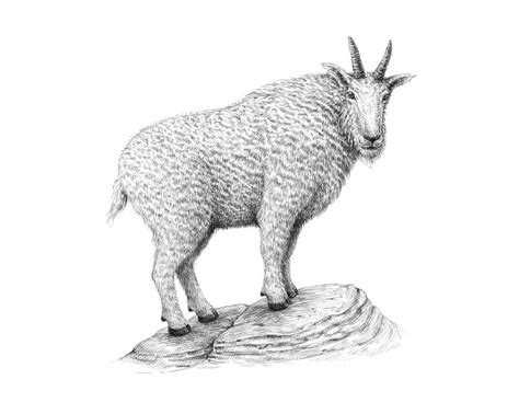 How to Draw a Goat with Pen and Ink