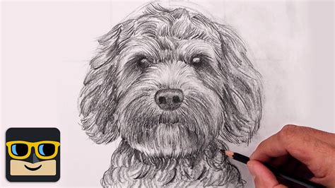 How to Draw a Labradoodle? - Step by Step Drawing …