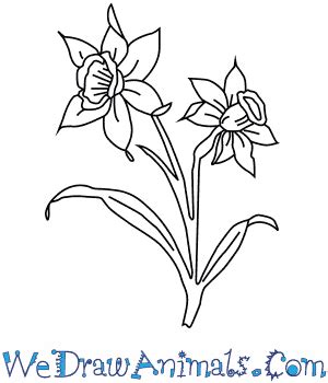 How to Draw a Narcissus Flower