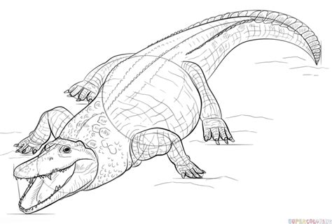 How to Draw a Nile Crocodile