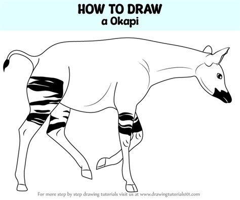 How to Draw a Okapi (Zoo Animals) Step by Step