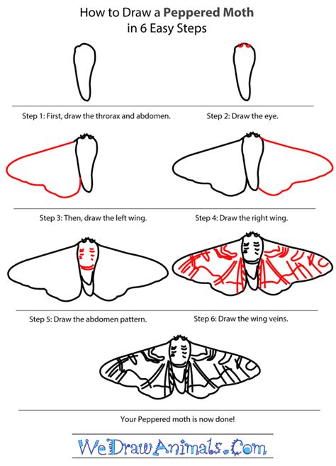 How to Draw a Peppered Moth
