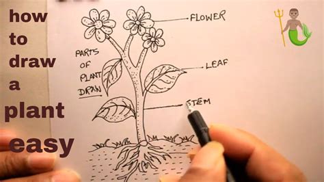 How to Draw a Plant Step by Step Allen Monced