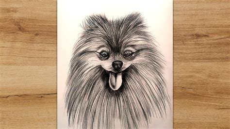 How to Draw a Pomeranian Dog Step by Step Pencil Sketch for Beginners