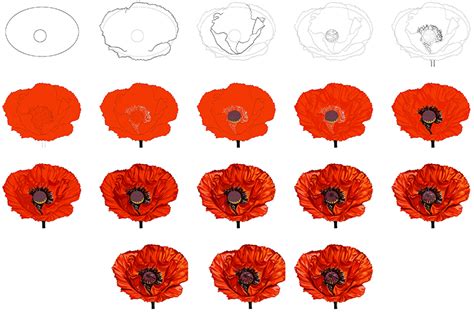 How to Draw a Poppy Step by Step How to draw a poppy, How to draw a