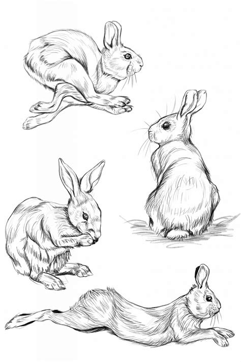 How to Draw a Rabbit For Beginners Rabbit Rabbit Drawing, Lion