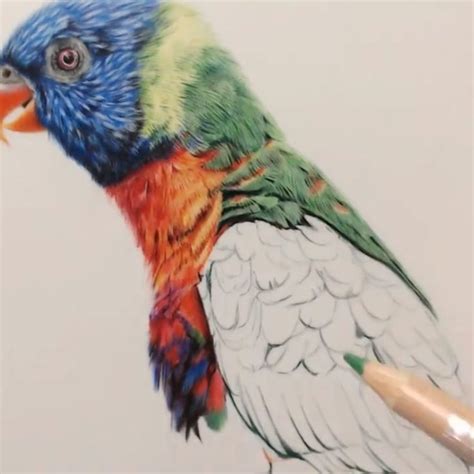 How to Draw a Realistic Bird using Coloured Pencils Step by Step