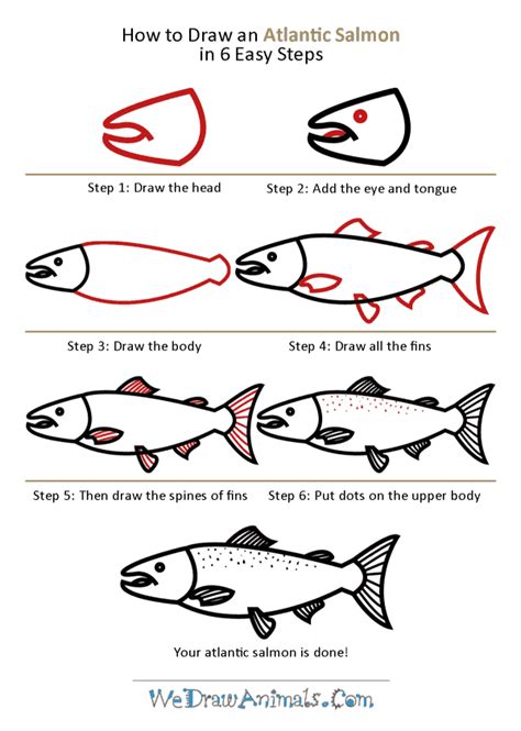 How to Draw a Salmon
