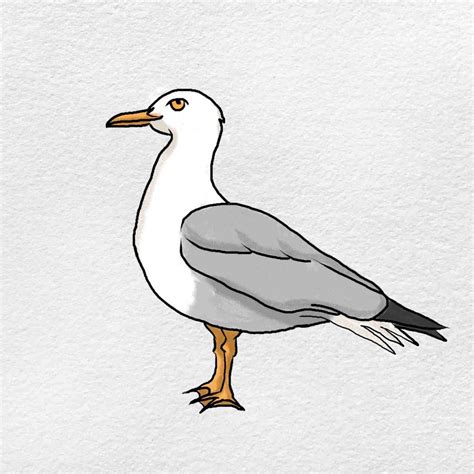 How to Draw a Seagull Gee Corephrearm59