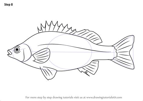 How to Draw a Silver Perch - wedrawanimals.com