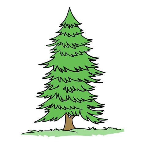 How to Draw a Spruce Tree